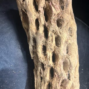 17&quot; Long Cholla Cactus for Aquariums or Terrariums