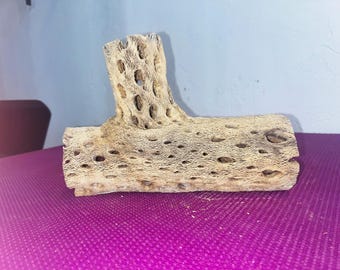 8.5 inch Cholla Cactus for Aquarium/Terrariums