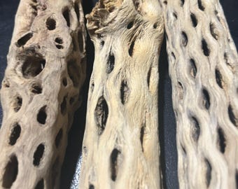 9"-10" Cholla Cactus Skeleton 9-10" x 1-1.5"