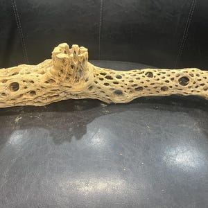18&quot; Teddy Bear Cholla Cactus Trunk for small Air Plant