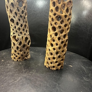 8.5 inch Tall Cholla Cactus Tunnels.