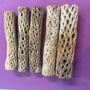 14&quot; Cholla Cactus Skeleton large diameter up to 3.5&quot;