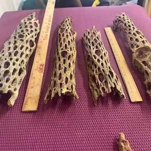 1/2 split Cholla Cactus Skeleton