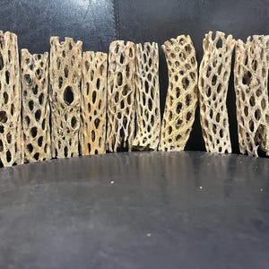 6&quot; Thin walled Cholla Cactus Skeleton for Aquarium/Terrariums.