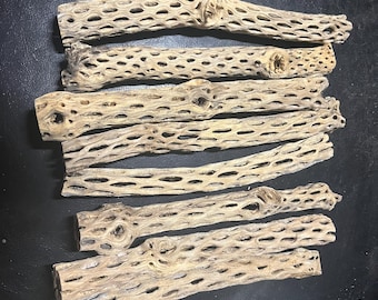 7" Thin Cholla Cactus Skeleton  7" x 1"