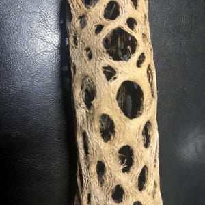 7&quot; Thin walled Cholla Cactus