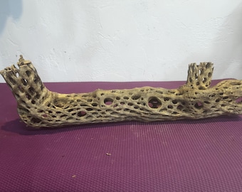 20" long Cholla with some small branches on each end and hollow