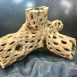 5 branch Cholla Cactus