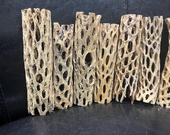 6" Thin walled Cholla Cactus Skeleton for Aquarium/Terrariums.