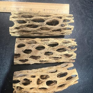 4&quot; x 1.5&quot; Cholla Cactus for small aquarium or terriarium