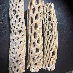 11-12&quot; long, 2-3&quot; wide Cholla Cactus Skeleton