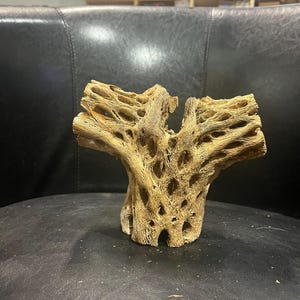 Cholla Cactus Skeleton &#39;Y&#39; Air Plant Holder