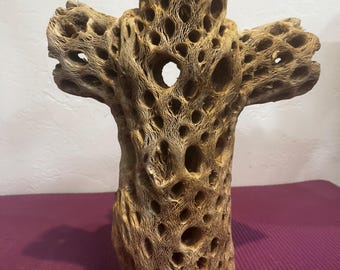 12" Tall very thick Cholla with three branches.
