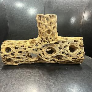 10&quot; long Teddybear Cholla Cactus stump