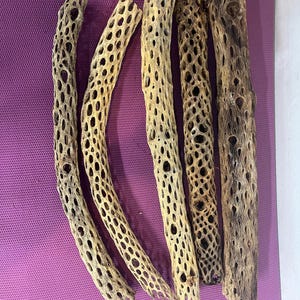 24&quot; to 26&quot; Long Cholla Cactus Skeleton