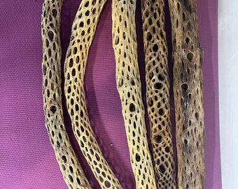 30" Long Cholla Cactus Skeleton