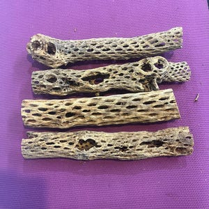 14&quot; x 2.5&quot; - 3&quot; Cholla Cactus Skeleton
