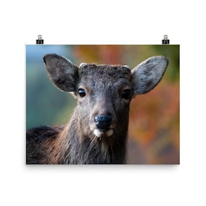 Lone Deer Poster – Wildtier Wand Kunst Druck