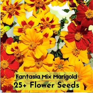 25+ Fantasia Mix Marigold Seeds | Colorful Annual Flowers for Garden Planting