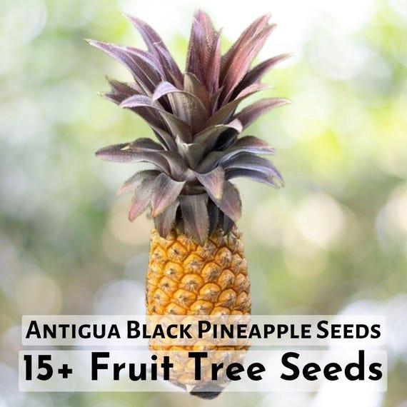 15+ Antigua Black Pineapple Seeds | Sweet, Tropical Fruit for Your Garden |  Unique and Delicious - Etsy