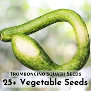 25+ Tromboncino Squash Seeds | Heirloom Summer & Winter Squash for Garden Planting