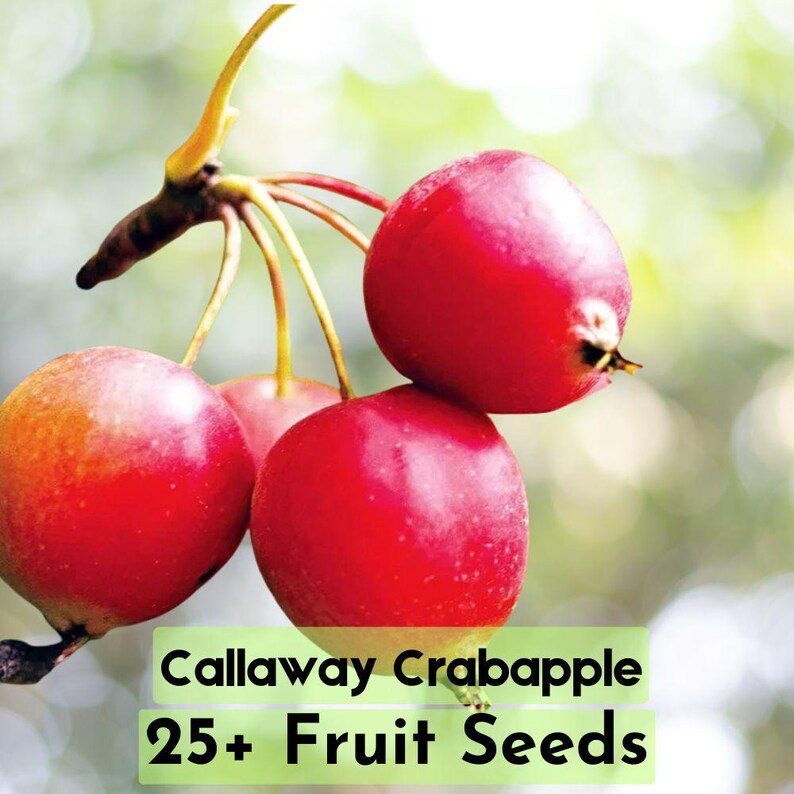 Photo inspiration: 25 Callaway Crabapple Seeds Ornamental Flowering Tree Photo Inspiration