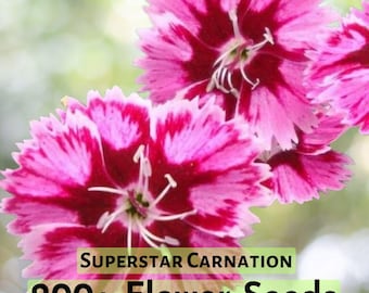 200+ Superstar Carnation Seeds for Garden Planting | Dianthus caryophyllus | Fragrant, Long-Stemmed Cut Flower