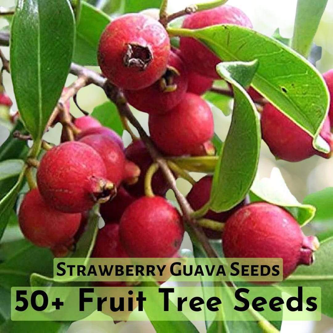 Strawberry Guava Tree For Sale