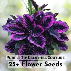 25+ Purple Tip Calathea Couture Seeds | Rare Indoor & Outdoor Ornamental  Plant