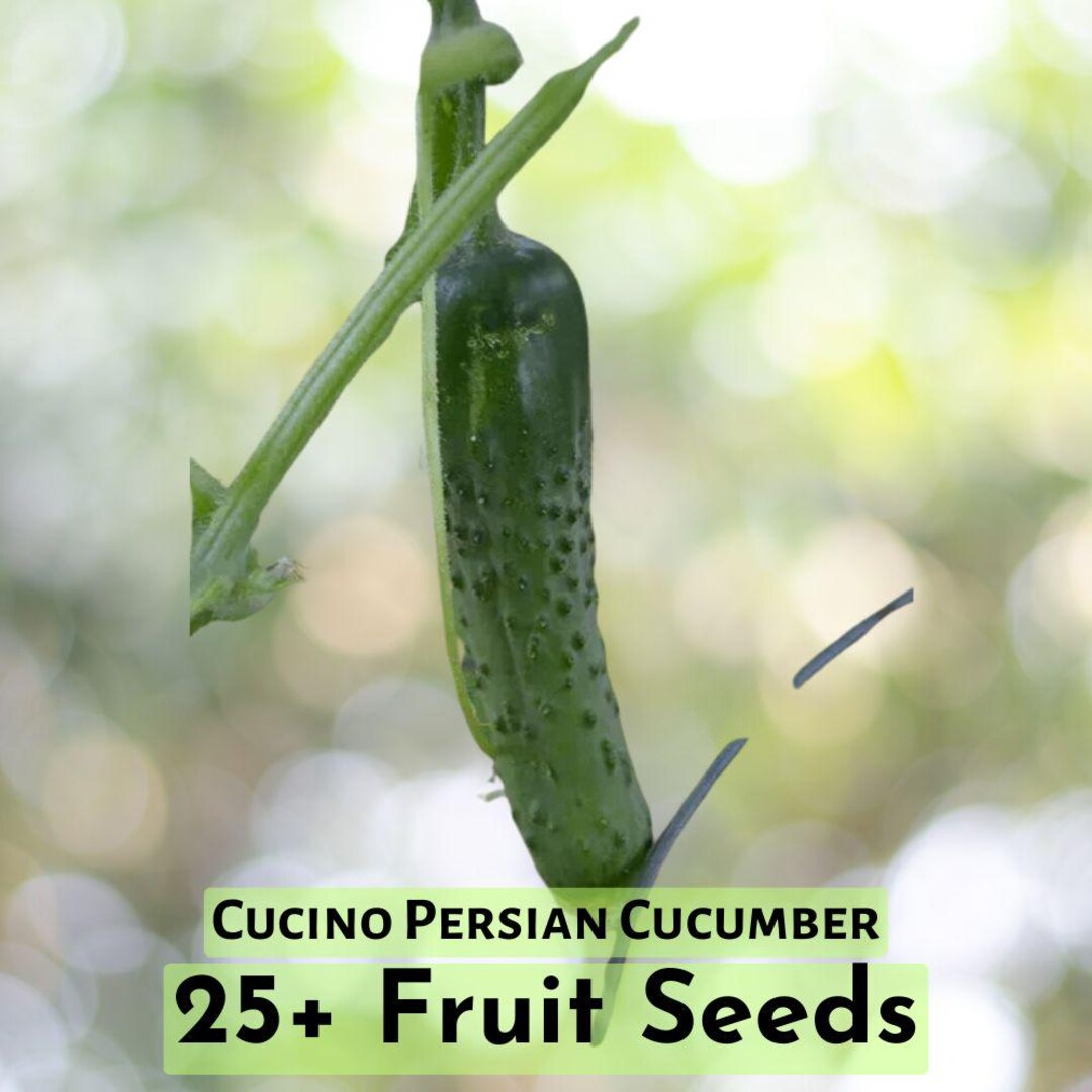 Persian Cucumber Seeds
