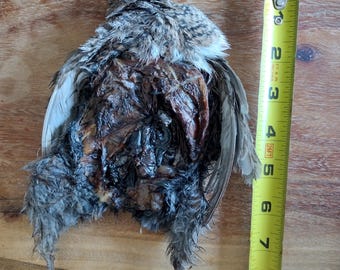 Whole Dehydrated Quail