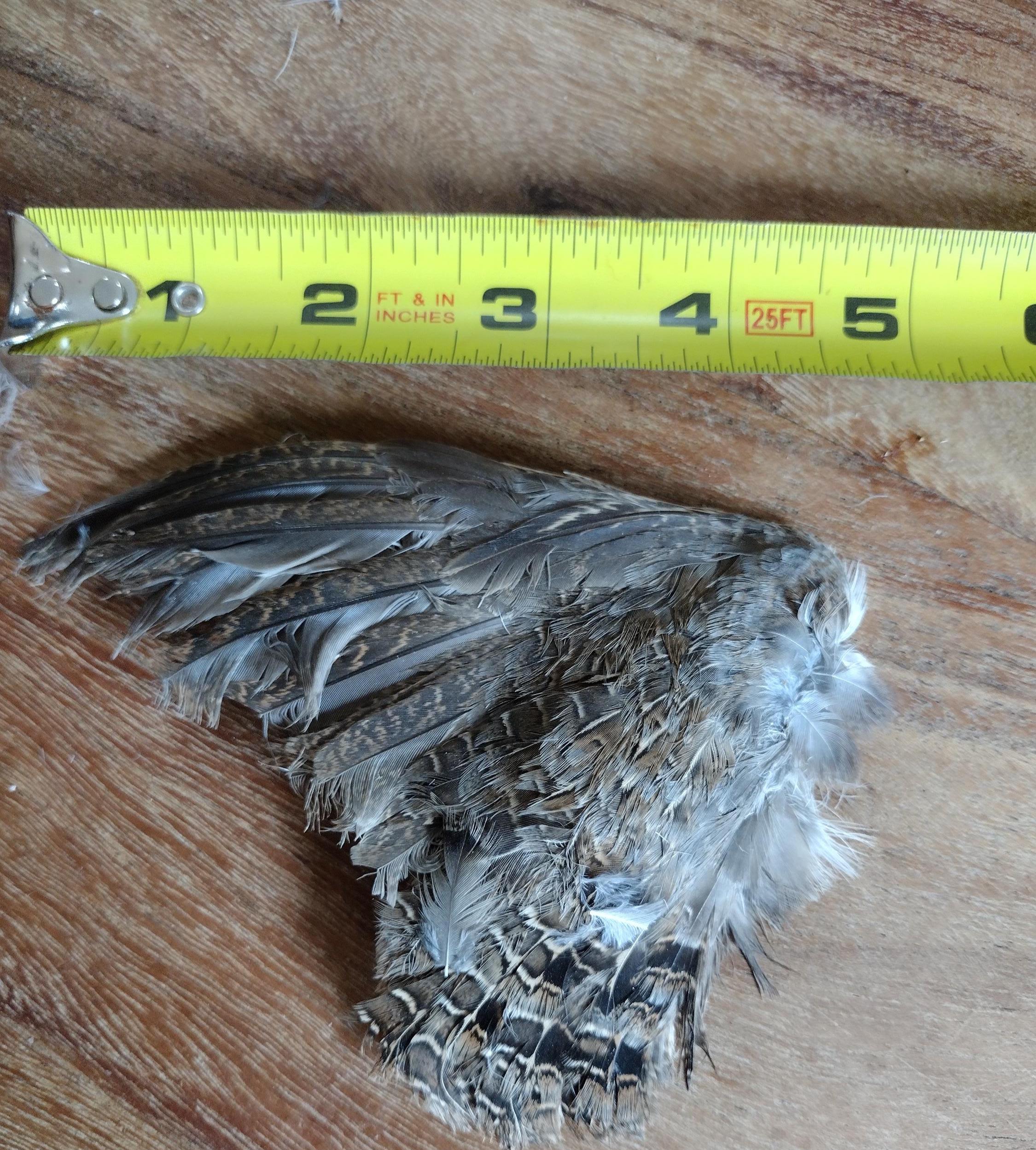 Quail Wings 10 count