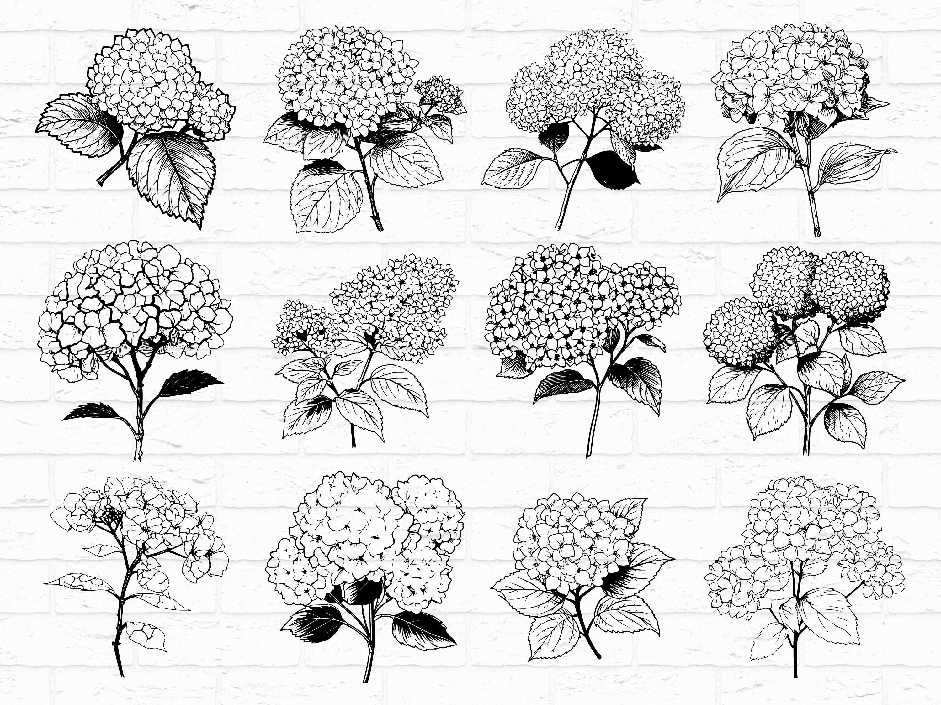 Hydrangea Flower Silhouette SVG Bundle | Floral Botanical SVG PNG for ...