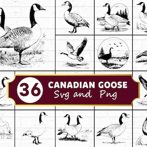 May include: Collection of 36 Canadian goose SVG and PNG images. The illustrations are in black and white, depicting various poses of the geese, including flying and standing. The images are suitable for digital design projects.