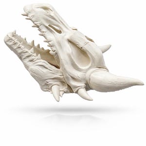 side view of dragon skull planter