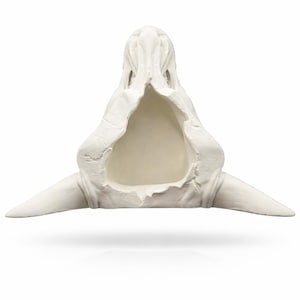 Top-down view of the dragon skull planter showing the wide planter opening and interior depth.