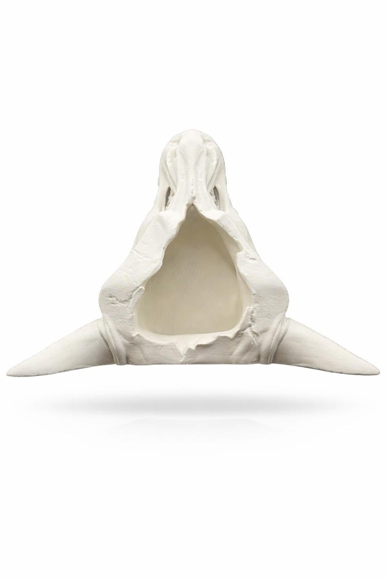 Top-down view of the dragon skull planter showing the wide planter opening and interior depth.