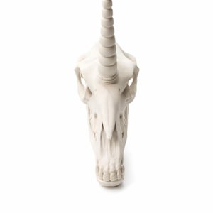 Front view of a unicorn skull statue showing the horn alignment and skull symmetry