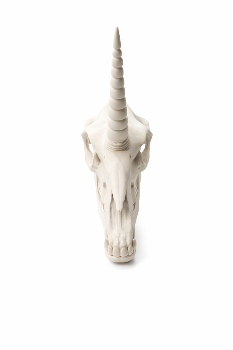 Front view of a unicorn skull statue showing the horn alignment and skull symmetry