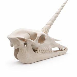 Three-quarter view of a unicorn skull fantasy statue with realistic bone texture