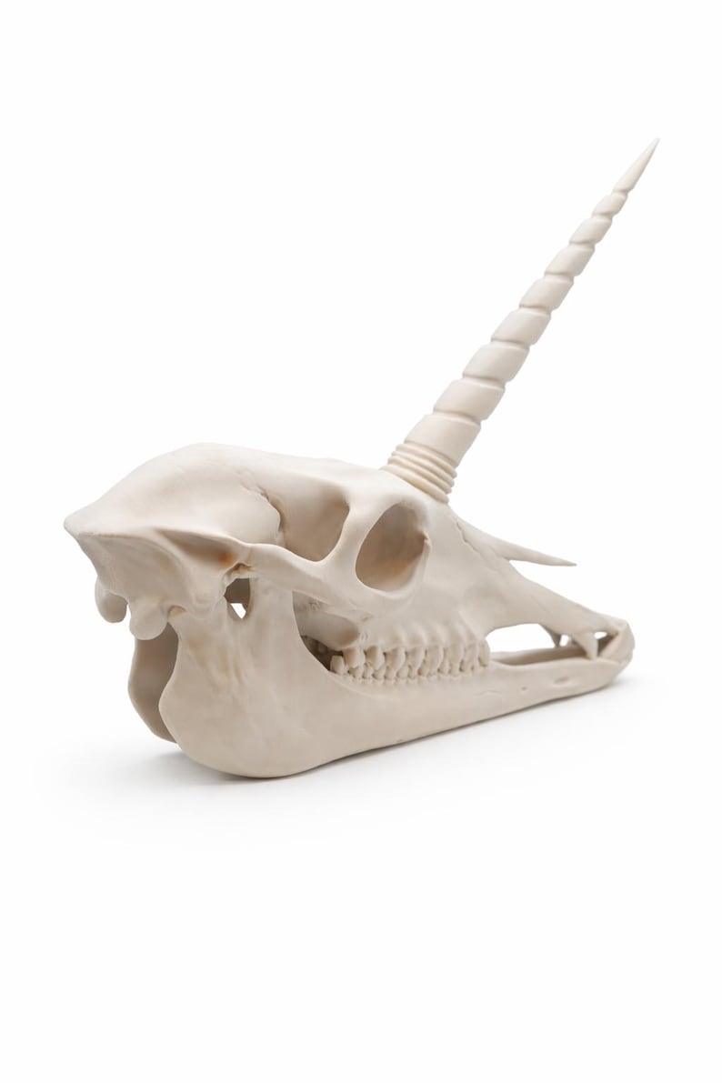 Three-quarter view of a unicorn skull fantasy statue with realistic bone texture