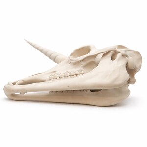 Underside view of a unicorn skull decor statue showing jaw and structure detail