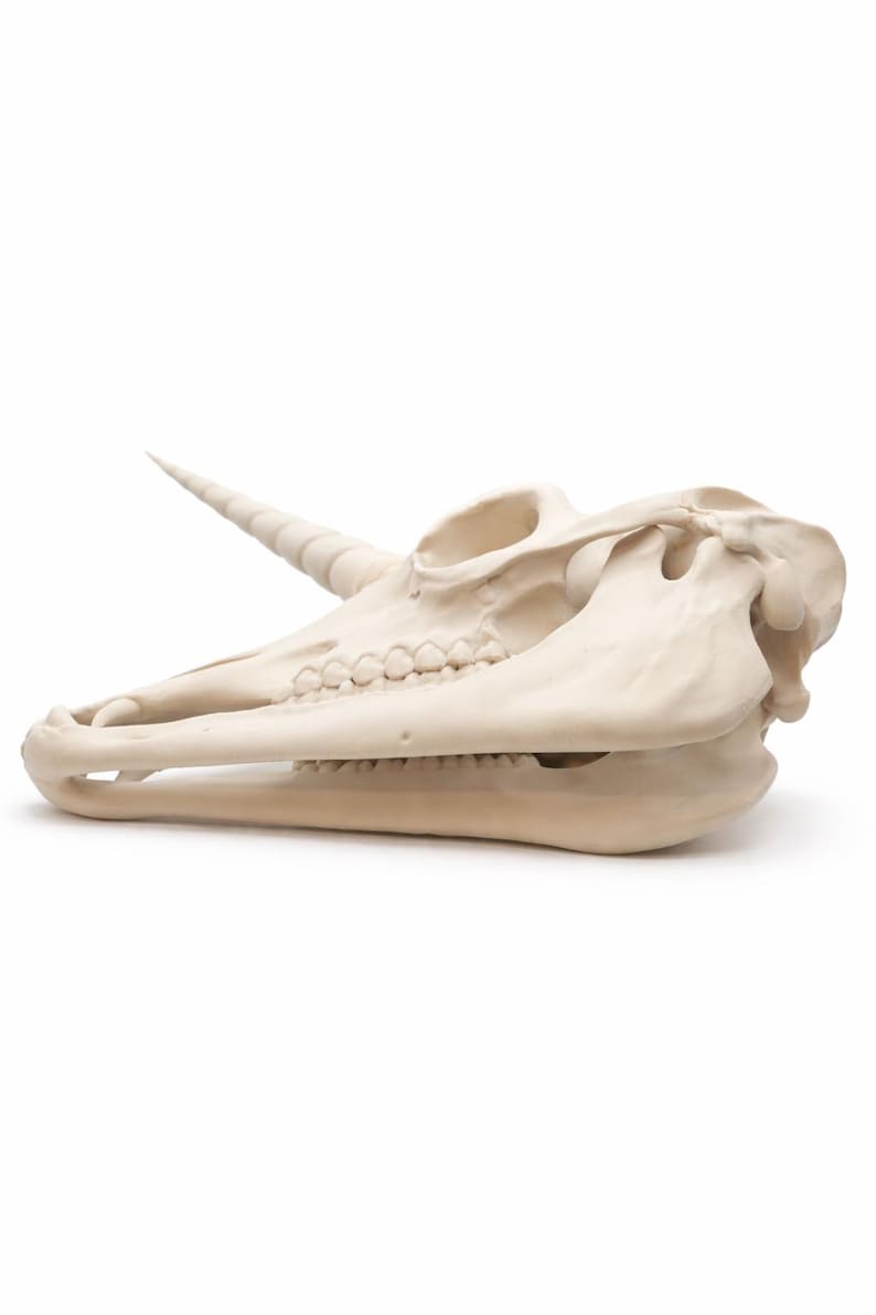 Underside view of a unicorn skull decor statue showing jaw and structure detail