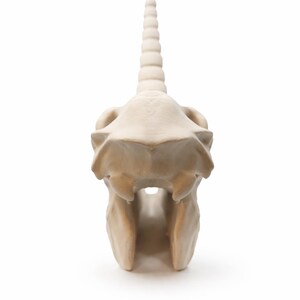 Unicorn skull fantasy decor statue photographed from a behind display angle