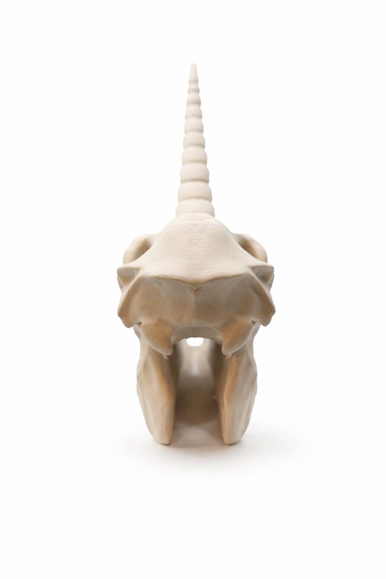Unicorn skull fantasy decor statue photographed from a behind display angle