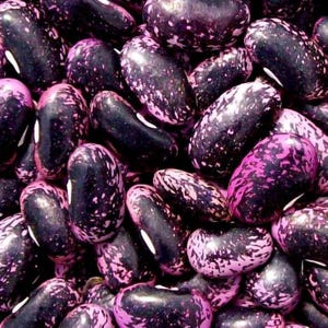 Può includere: Primo piano di un mucchio di fagioli maculati. I fagioli sono un mix di viola scuro e rosa, con un motivo maculato. I fagioli hanno una consistenza liscia e lucida e una forma leggermente allungata. L'immagine è ben illuminata e i colori sono vivaci.