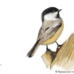 Black Capped Chickadee Print, Wildlife Illustration, Cute Bird Drawing ...