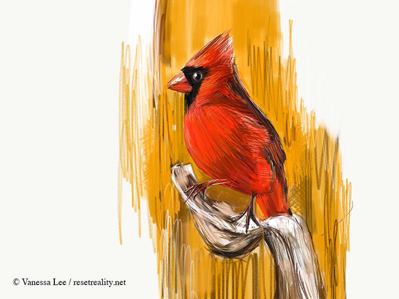 Northern Cardinal Print, Bird Illustration, Digital Drawing, Animal Wildlife Art Postcard NC3 image 2