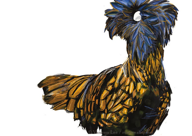 Polish Chicken Print, Bird Wildlife Illustration, Animal Art Postcard PC1 image 1