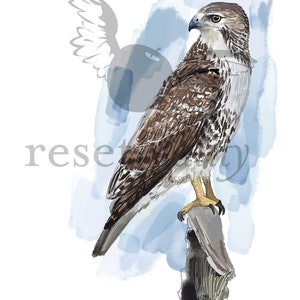 Red-tailed Hawk Art Print, Hawk Illustration, Digital Bird Drawing, Bird of Prey Wildlife Postcard image 2